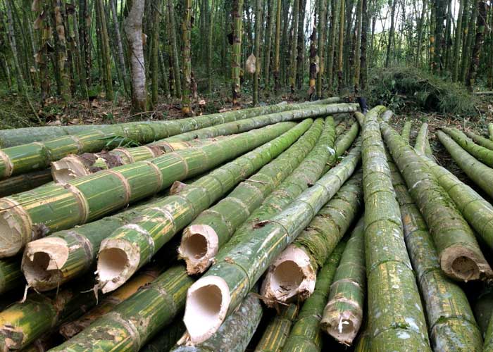 bamboo harvesting